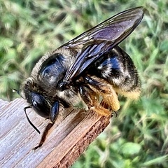 Xylocopa cantabrita