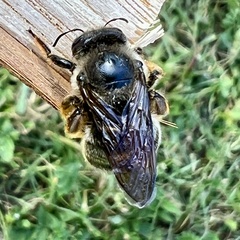 Xylocopa cantabrita
