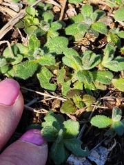 Tomostima cuneifolia