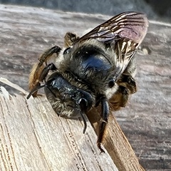 Xylocopa cantabrita