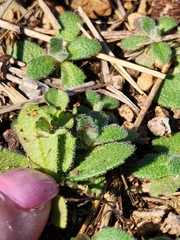 Tomostima cuneifolia