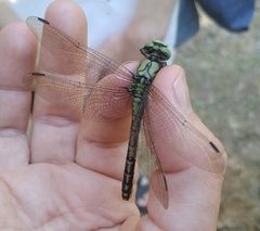 Ophiogomphus cecilia