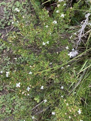 Arcytophyllum thymifolium