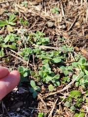 Tomostima cuneifolia