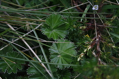 Alchemilla orbiculata