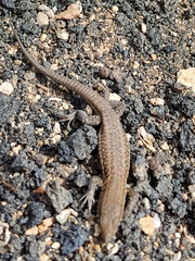 Gallotia atlantica
