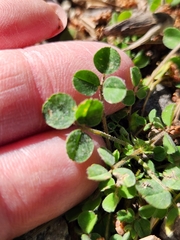 Medicago lupulina