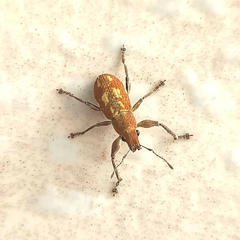 Mimographus