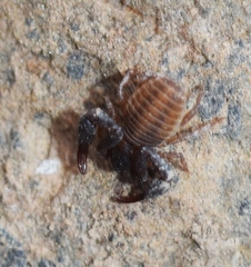 Chernetidae