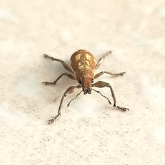 Mimographus