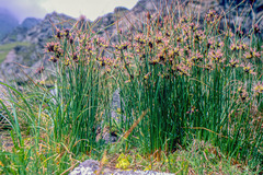 Juncus jacquinii