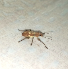 Mimographus