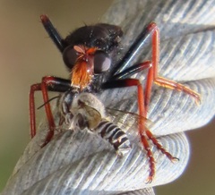 Proagonistes