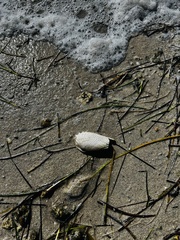 Cyrtopleura costata