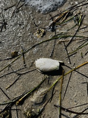 Cyrtopleura costata