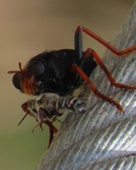 Proagonistes