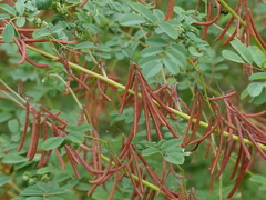 Indigofera tinctoria