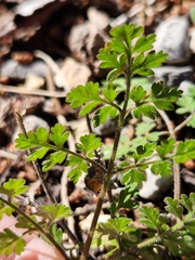 Chaerophyllum tainturieri