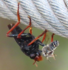 Proagonistes