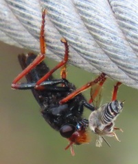 Proagonistes