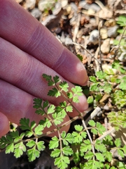 Chaerophyllum tainturieri