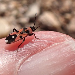 Horvathiolus superbus