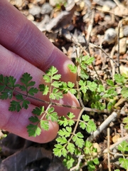 Chaerophyllum tainturieri