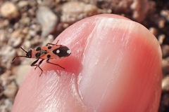 Horvathiolus superbus