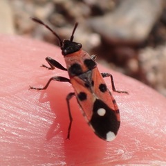 Horvathiolus superbus