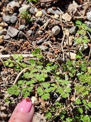 Chaerophyllum tainturieri