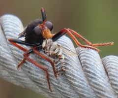 Proagonistes
