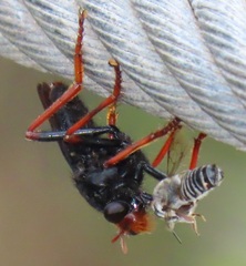 Proagonistes