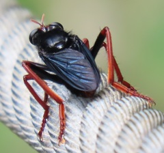 Proagonistes