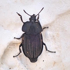 Silpha puncticollis