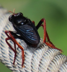 Proagonistes