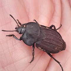 Silpha puncticollis