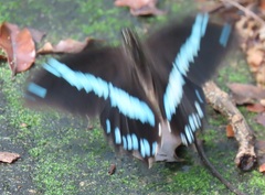 Papilio nireus lyaeus