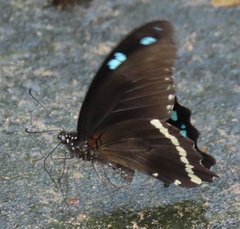 Papilio nireus lyaeus
