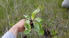 Crepis runcinata hispidulosa