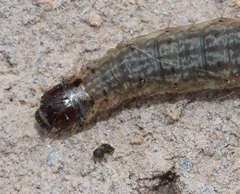 Noctuidae