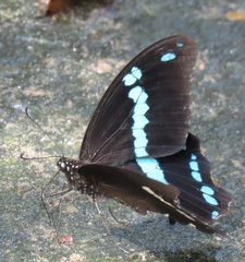 Papilio nireus lyaeus