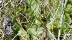 Crepis runcinata hispidulosa