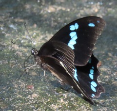 Papilio nireus lyaeus