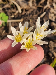 Nothoscordum bivalve
