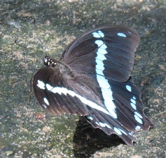 Papilio nireus lyaeus