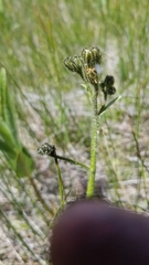 Crepis runcinata hispidulosa