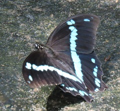 Papilio nireus lyaeus