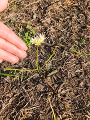 Nothoscordum bivalve