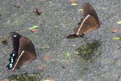 Papilio nireus lyaeus