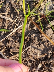 Nothoscordum bivalve